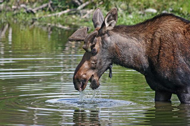 195 grand teton national park, eland.JPG